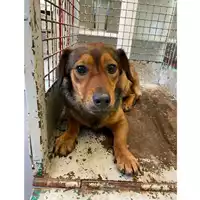 Foto dell\'animale cane - Matr. 2025/0531 - Microchip 380260170352627