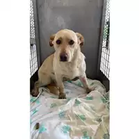 Foto dell\'animale cane - Matr. 2025/0532 - Microchip 380260044981290