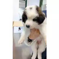Foto dell\'animale cane - Matr. 2025/0535 - Microchip 380260170352623