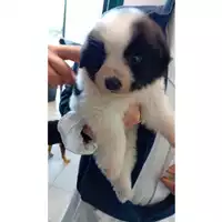 Foto dell\'animale cane - Matr. 2025/0534 - Microchip 380260170352634