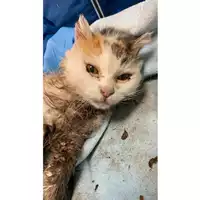 Foto dell\'animale gatto - Matr. 2025/0538 - Microchip 380260170352539