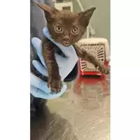 Foto dell\'animale gatto - Matr. 2025/0540 - Microchip 380260170352534