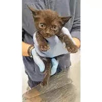 Foto dell\'animale gatto - Matr. 2025/0541 - Microchip 380260170352537