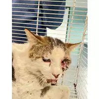Foto dell\'animale gatto - Matr. 2025/0543 - Microchip 380260170352528