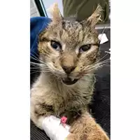 Foto dell\'animale gatto - Matr. 2025/0544 - Microchip 380260044981058
