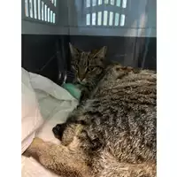 Foto dell\'animale gatto - Matr. 2025/0545 - Microchip 380260170352536