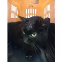 Foto dell\'animale gatto - Matr. 2025/0547 - Microchip 380260170352630