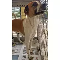 Foto dell\'animale cane - Matr. 2025/0549 - Microchip 380260101490265