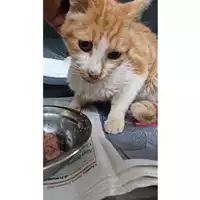 Foto dell\'animale gatto - Matr. 2025/0548 - Microchip 380260045015628