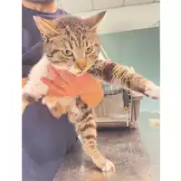 Foto dell\'animale gatto - Matr. 2025/0555 - Microchip 380260170352523