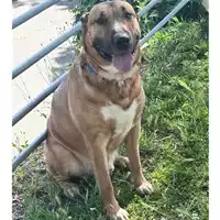 Foto dell\'animale cane - Matr. 2025/0557 - Microchip 380260101796891