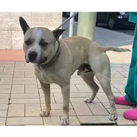 Foto dell\'animale cane - Matr. 2025/0560 - Microchip 380260170352418