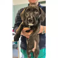 Foto dell\'animale cane - Matr. 2025/0559 - Microchip 380260170352532