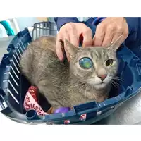 Foto dell\'animale gatto - Matr. 2025/0567 - Microchip 380260170352411