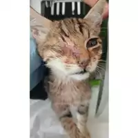 Foto dell\'animale gatto - Matr. 2025/0562 - Microchip 380260170352400