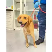 Foto dell\'animale cane - Matr. 2025/0122 - Microchip 380260170343034