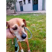 Foto dell\'animale cane - Matr. 2025/0571 - Microchip 380260044086886