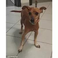 Foto dell\'animale cane - Matr. 2025/0573 - Microchip 380260044981251