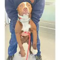 Foto dell\'animale cane - Matr. 2025/0574 - Microchip 380260044981259