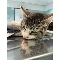 Foto dell\'animale gatto - Matr. 2025/0578 - Microchip 380260170352414