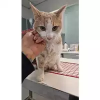 Foto dell\'animale gatto - Matr. 2025/0581 - Microchip 380260170183166