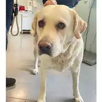 Foto dell\'animale cane - Matr. 2025/0583 - Microchip 380260044997691
