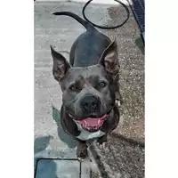 Foto dell\'animale cane - Matr. 2025/0582 - Microchip 380260044998536