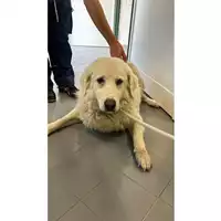 Foto dell\'animale cane - Matr. 2024/1708 - Microchip 380260170343093