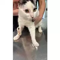 Foto dell\'animale gatto - Matr. 2025/0586 - Microchip 380260044997552