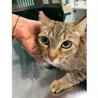 Foto dell\'animale gatto - Matr. 2025/0588 - Microchip 380260004807404