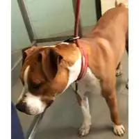 Foto dell\'animale cane - Matr. 2024/1469 - Microchip 380260044997097