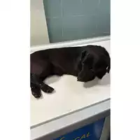 Foto dell\'animale cane - Matr. 2025/0589 - Microchip 380260044981374