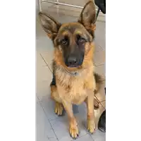 Foto dell\'animale cane - Matr. 2021/0862 - Microchip 380260101767812