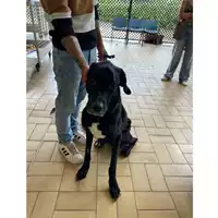 Foto dell\'animale cane - Matr. 2020/1770 - Microchip 380260044476910
