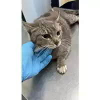 Foto dell\'animale gatto - Matr. 2025/0590 - Microchip 380260170352402
