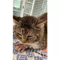 Foto dell\'animale gatto - Matr. 2025/0592 - Microchip 380260170352425
