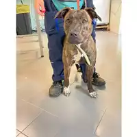 Foto dell\'animale cane - Matr. 2025/0594 - Microchip 380260170291678