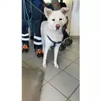 Foto dell\'animale cane - Matr. 2025/0595 - Microchip 380260170352409