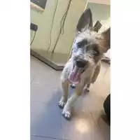 Foto dell\'animale cane - Matr. 2025/0598 - Microchip 380260170352436