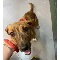 Foto dell\'animale cane - Matr. 2021/0926 - Microchip 380260044476457