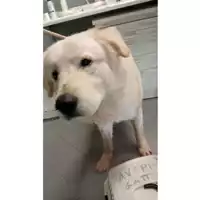 Foto dell\'animale cane - Matr. 2025/0601 - Microchip 380260170352434