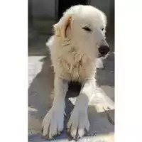 Foto dell\'animale cane - Matr. 2025/0601 - Microchip 380260170352434