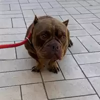 Foto dell\'animale cane - Matr. 2025/0602 - Microchip 380260170352546