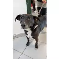 Foto dell\'animale cane - Matr. 2020/0292 - Microchip 380260043527061