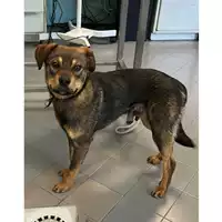 Foto dell\'animale cane - Matr. 2025/0604 - Microchip 380260170352421