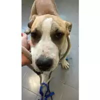 Foto dell\'animale cane - Matr. 2025/0605 - Microchip 380260170352428