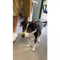 Foto dell\'animale cane - Matr. 2025/0610 - Microchip 380260042293312