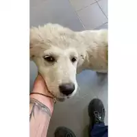 Foto dell\'animale cane - Matr. 2025/0611 - Microchip 380260170352631