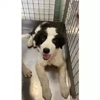 Foto dell\'animale cane - Matr. 2025/0612 - Microchip 380260170352621