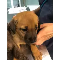 Foto dell\'animale cane - Matr. 2021/0928 - Microchip 380260044281425